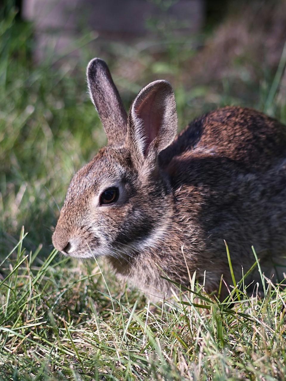 A bunny at SEND Haven Farm